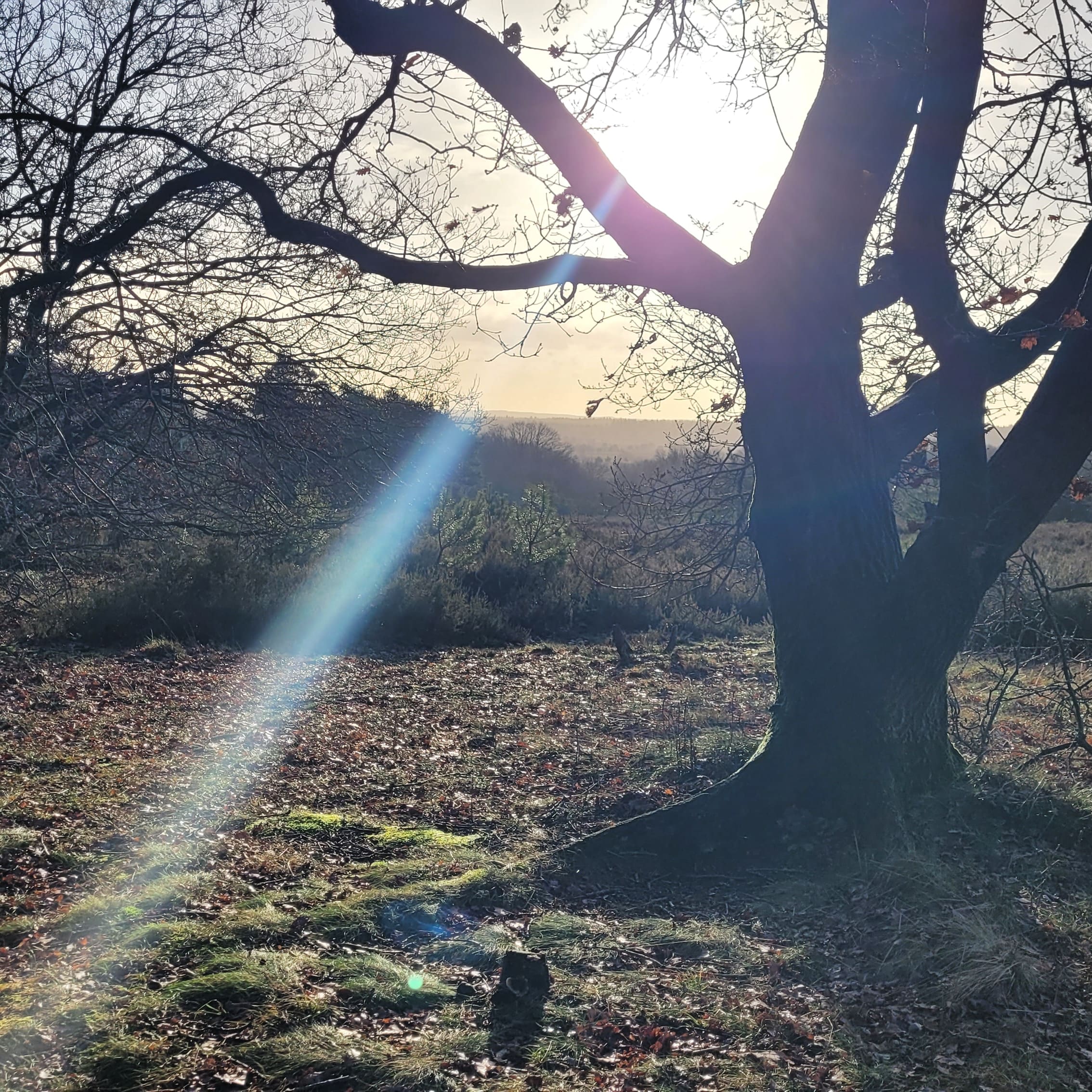 Zen.nl, Zen, meditatie, leren mediteren, foto